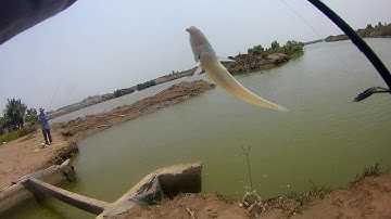 Đi câu đầm ở Cần Giờ được cá tráp, cá bống đục.