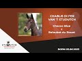 Chablis di fer van t studutch