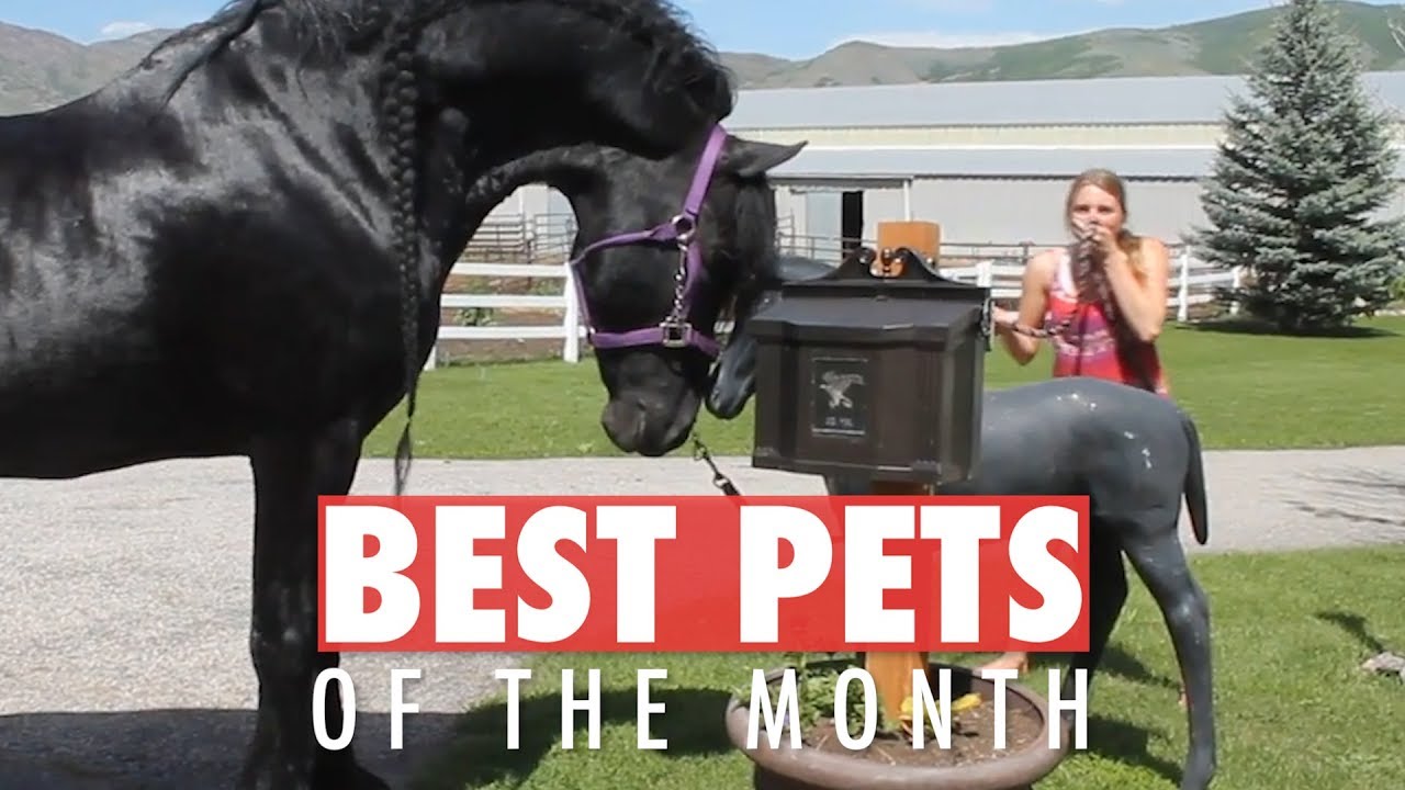 Best Pets of the Month August 2018