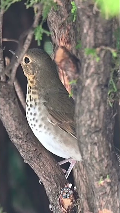 SWAINSON’S THRUSH #SHORTS