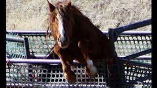 Wild Mustang Roundups