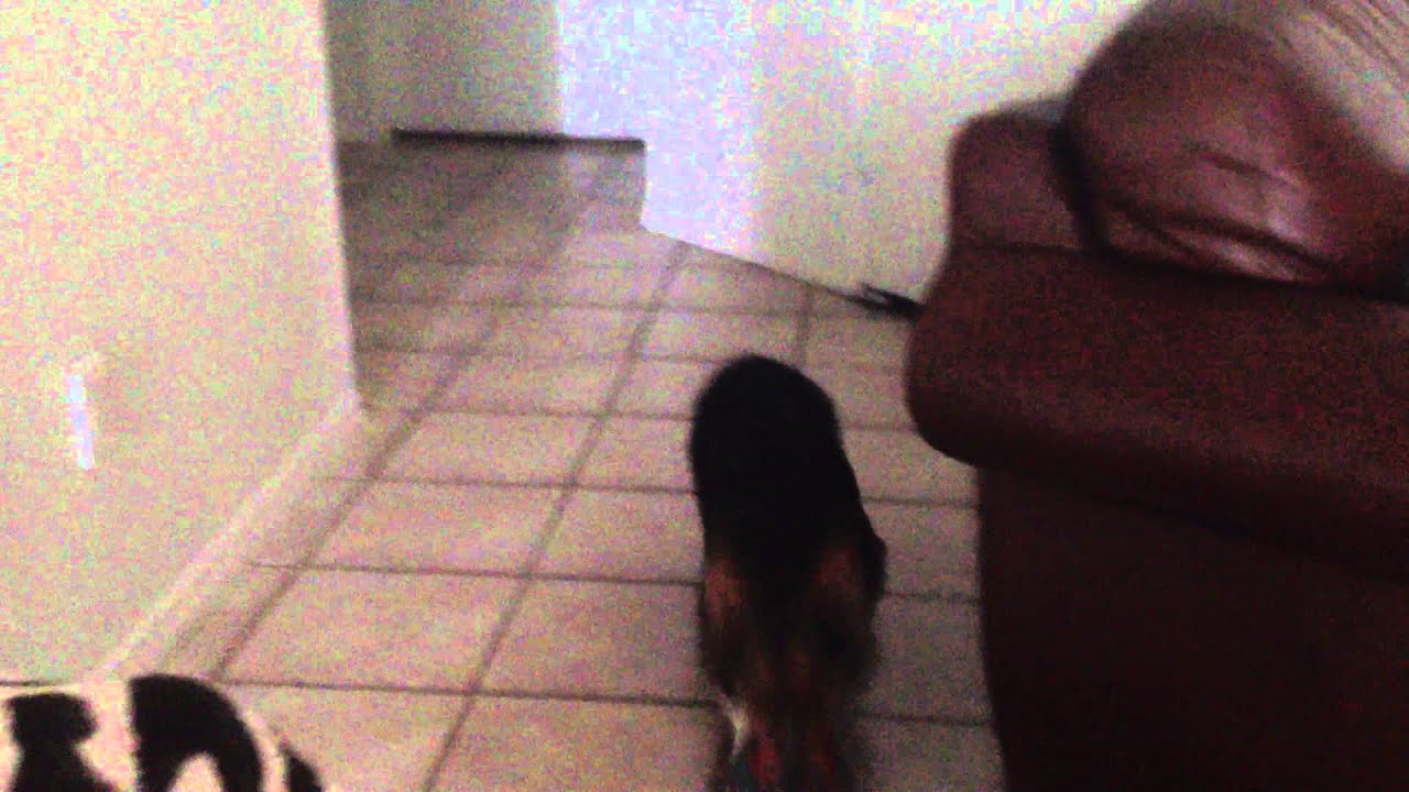 Funny corgi puppy playing fetch