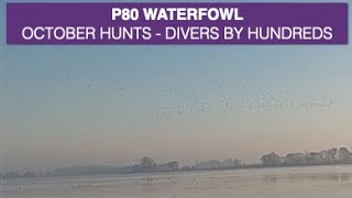 Chasse aux Canards - Plongeurs par Centaines - Oct 2023 USA MN - Duck Hunt Divers by The Hundreds