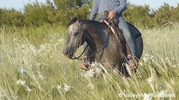 High Brow Heaven - trail riding! - ValleyViewRanch.net