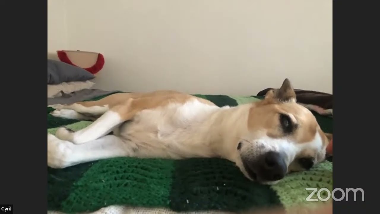 Free Dog Adoption Events In Ct Today