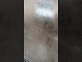 She said just suck it! Whatsapp Status Video Download Free