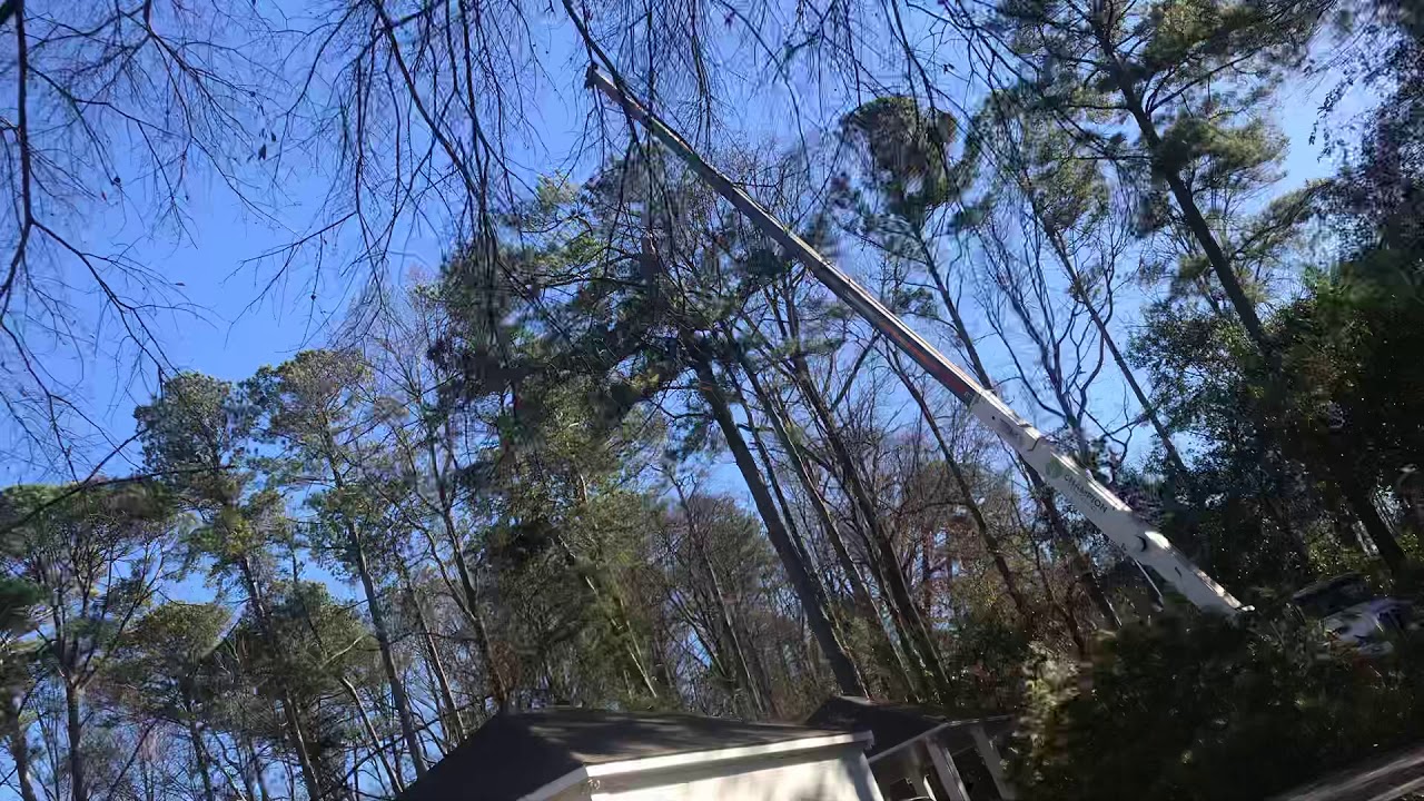 Another tree removal time lapse - YouTube