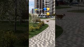Street walk with Dogs 🤩 #shorts #dog #dogs #vlog #travel #ukraine #kyiv