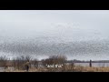 Snow Goose Jump Shoot Part 1