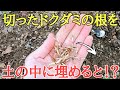 目からうろこの雑草対策|ドクダミを減らす方法と増やす方法