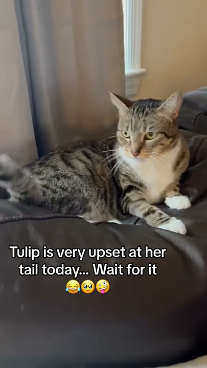 A new level of cat cognition: Is the tail actually an 'unknown object'? #cat #funny #catvideos