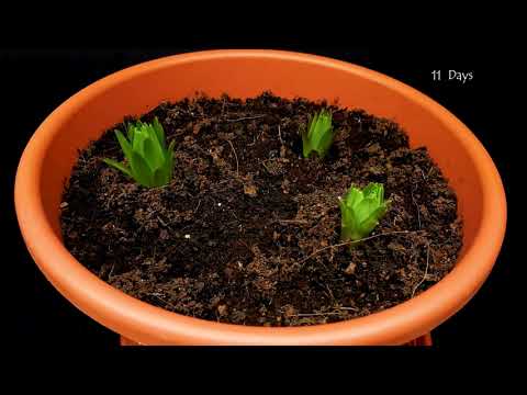 Video: Trồng Hoa Loa Kèn Trong Chậu - Cách Trồng Hoa Loa Kèn Trong Chậu