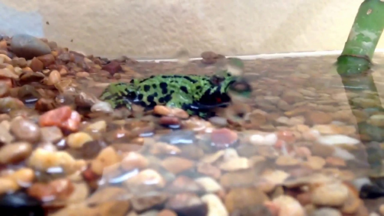 How to Care for a Fire Bellied Toad (Bombina Orientalis) forecasting How to Care for a Fire Bellied Toad (Bombina Orientalis) forecasting
