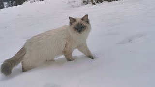 Torres our Ragdoll´s first steps in the snow in december 2023