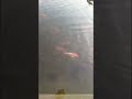 পুকুর ভরা রঙিন মাছের আনাগোন🥰🥰 #bangladesh #colour #fish #viral #vlog #subscribe #youtube #shorts