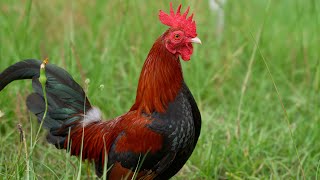 4 Reasons Backyard Chickens Are A Good Hobby