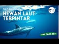 Hewan terpintar di laut  the orca zoo