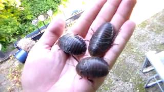 Giant Flesh Eating Roaches Aaaahhhhh No Really..