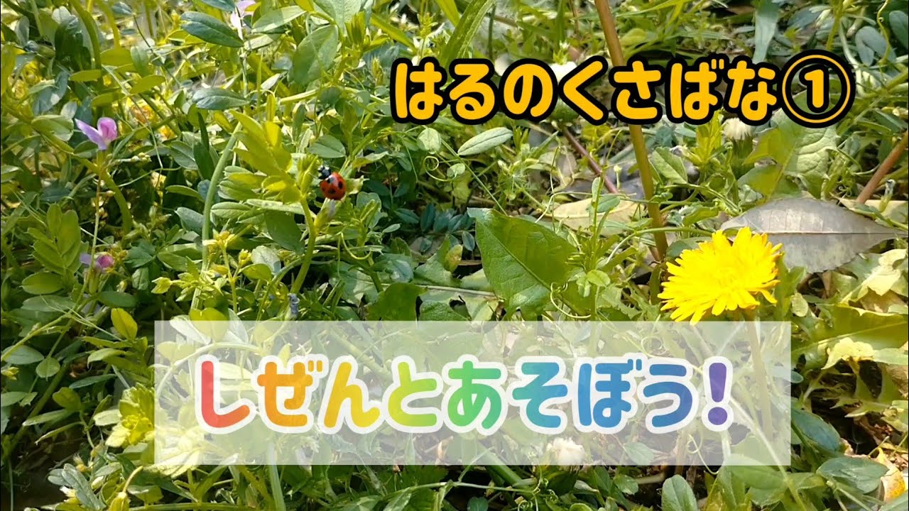 こどもとしぜん　かがくのとも　春の草花あそび　草花おみせやさんごっこ　はるまつり maxresdefault.jpg