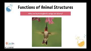 Lesson 1, Science Book unit 2, Functions of animal structures