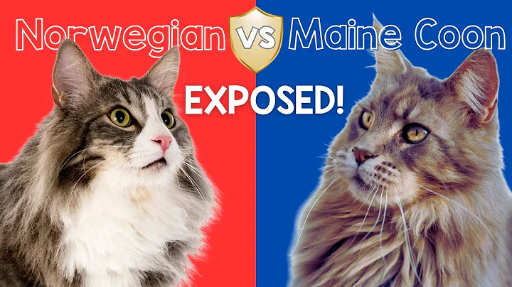 Video 10346371: coon norwegian forest cat, maine coon norwegian forest, forest cats vs maine, feline giants