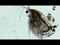Да́фния( Daphnia) — род планктонных, ракообразных из надотряда ветвистоусых (Cladocera).