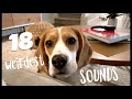 18 weirdest sounds a beagle makes