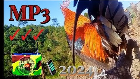 Tiếng gà rừng gáy chuẩn ✓ - Cực Hay. Suab qaib qus qua zoo dib tuaj zoo tiag tiag li ✓