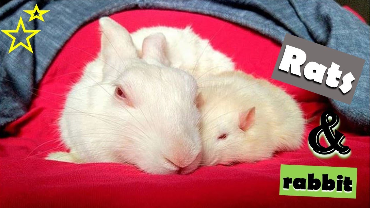 Funny White Mice Loves Rabbit | Very Cute White Mice and White Rabbit ...