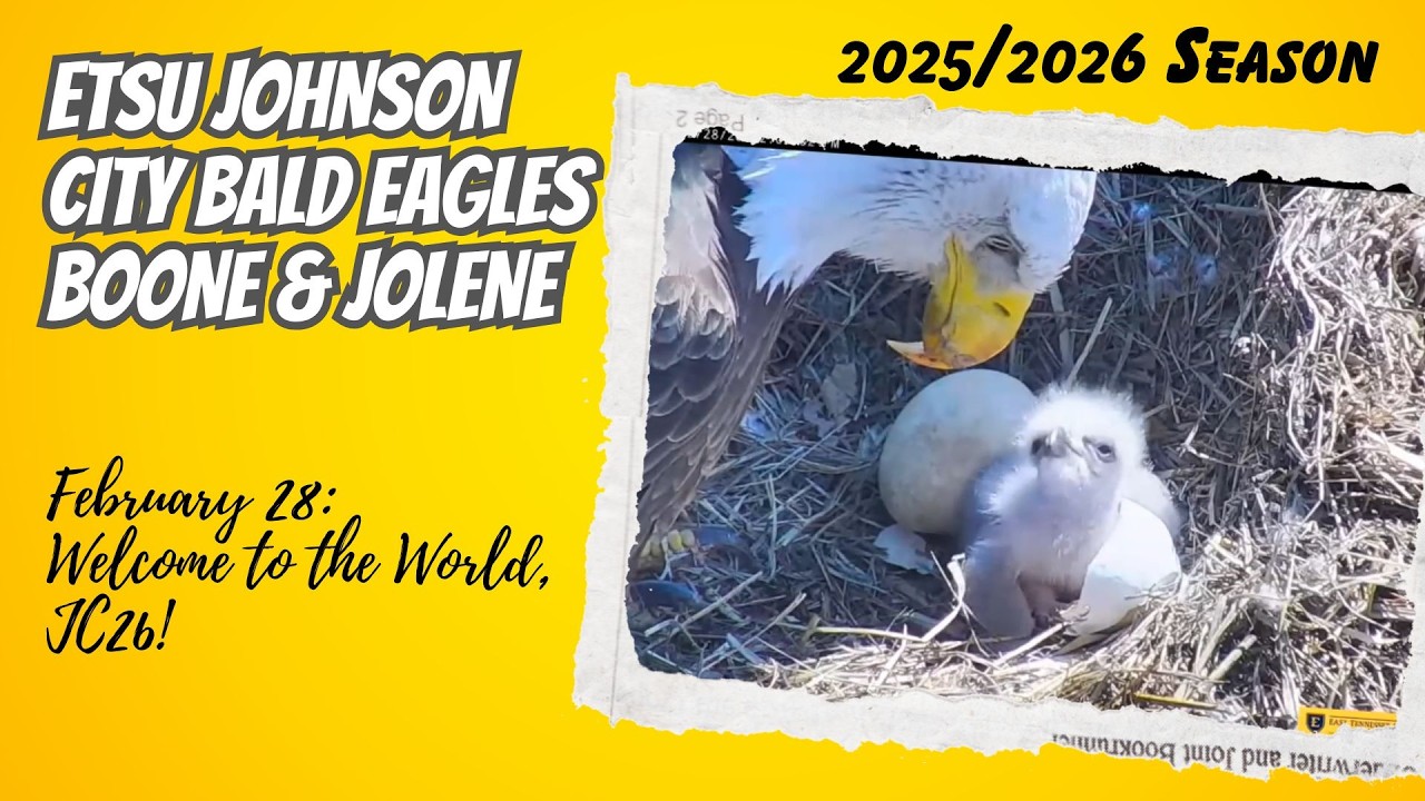Welcome to the World, JC26! 🐣 | ETSU Johnson City Boone & Jolene (2/28)