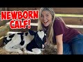 This NEWBORN BABY COW Has A HEART ON HER HEAD! *CUTE ANIMALS*