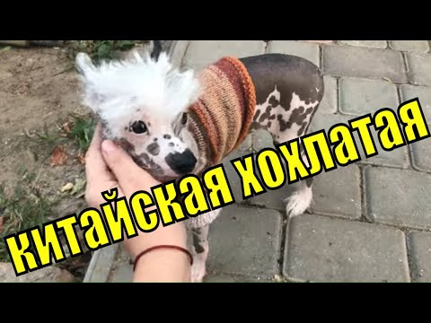 Видео: Китайско хохлато куче в семейството