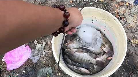 Câu cá rô phi chiên giòn.