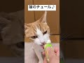【猫のチュール】たしかなこと / 小田和正