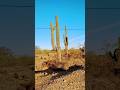 a wee Lunt #ytpc #wwpc #arizona