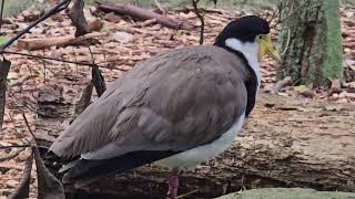 The Australian Masked lapwing bird. Campbelltown