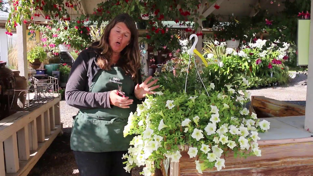 Cleaning up your annual plants