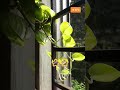 Maniplant🍀 #shorts #plants #green #homedecor #water #nature #indore #cleaning #reflexão #love #viral