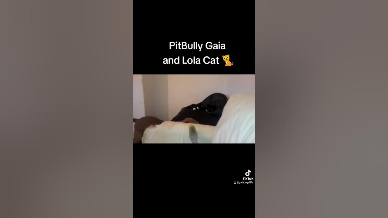 Cat not interested in playing with pitbull Gaia YouTube