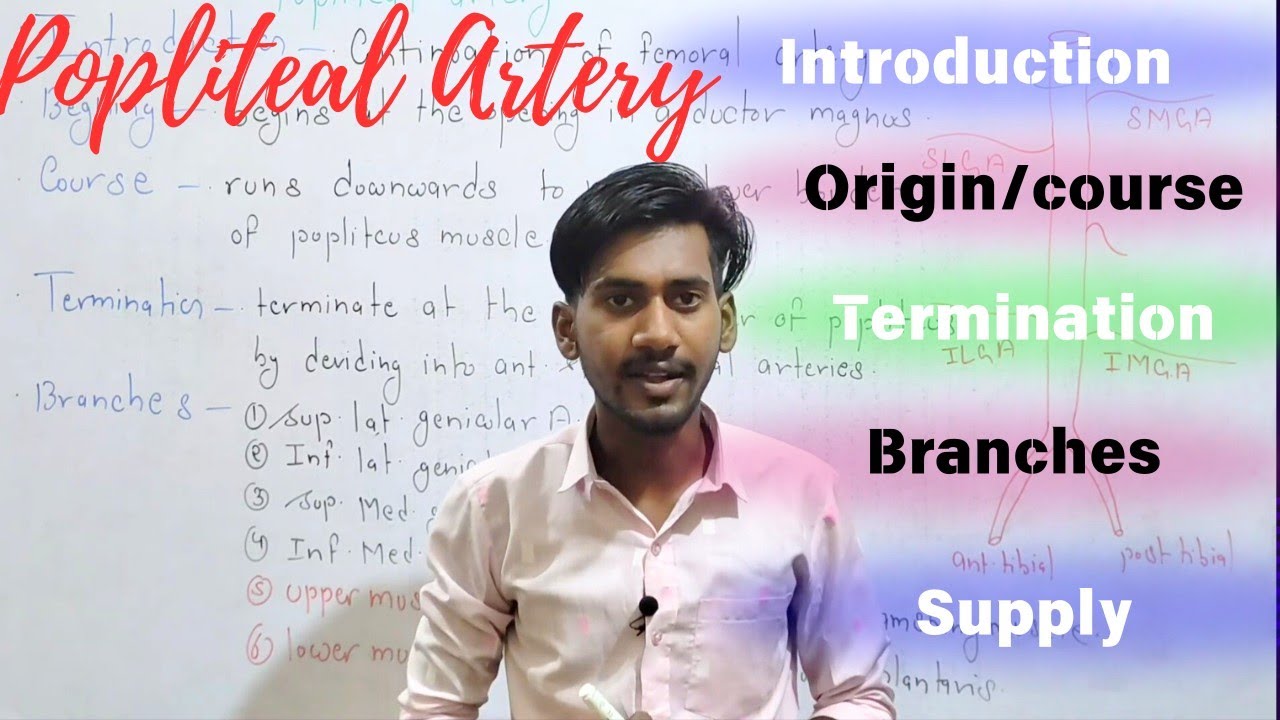 Popliteal artery- origin, course, insertion, branches and supply...