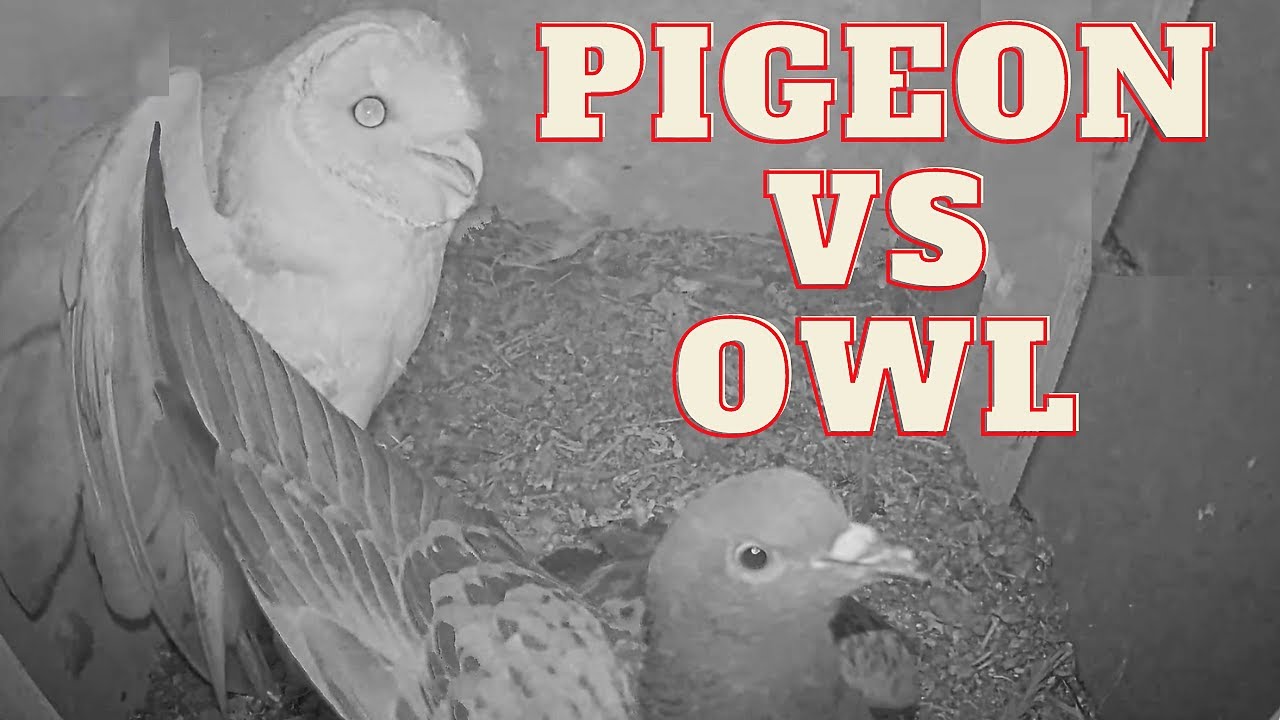 Owl vs Pigeon fight Barn Owl also wants to breed inside, but the