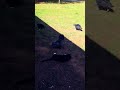 Black Vultures Lull Pets To Sleep