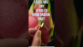 Grow a Dragon Fruit From Tiny Seeds!