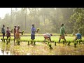 Beautiful view of paddy cultivation at Dakshina Kannada | ನೇಜಿ ನೆಡುವ ಸುಂದರ ದೃಶ್ಯಗಳು
