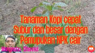 Cara pemupukan tanaman Kopi supaya cepat besar dan subur