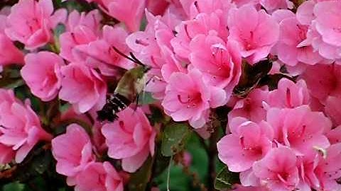 Sphinx Moth ("hummingbird moth") on azalea, slow-motion (210fps)
