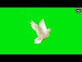 GREEN SCREEN Dove birds Flying effects HD No copyright  | chroma key dove pigeon