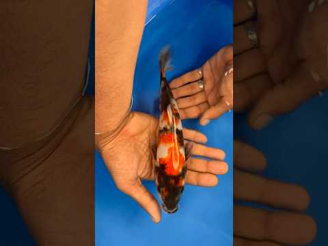 Dainichi Showa Nishikigoi Koipond Koifish Japan India Fish Showa Koikichi Dainichi Koi 