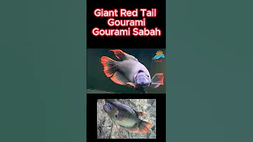 Red Tail Gourami Sabah Gouramifish Gourami Gulpercatfish Ikanpredator Viralvideo Gurame 