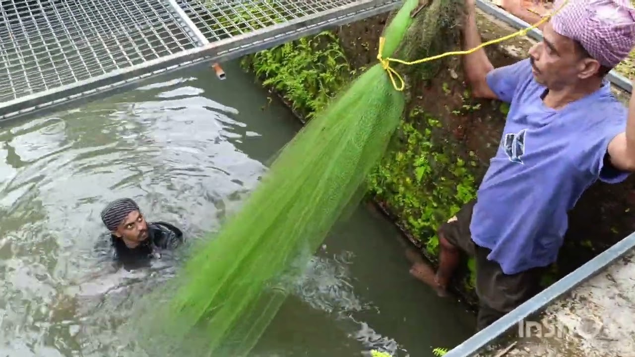 ഈ ഒരു ചെറിയ കുളത്തിൽ ഇത്രയും മീനോ